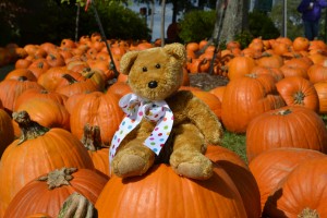 Bear on a pumpkin